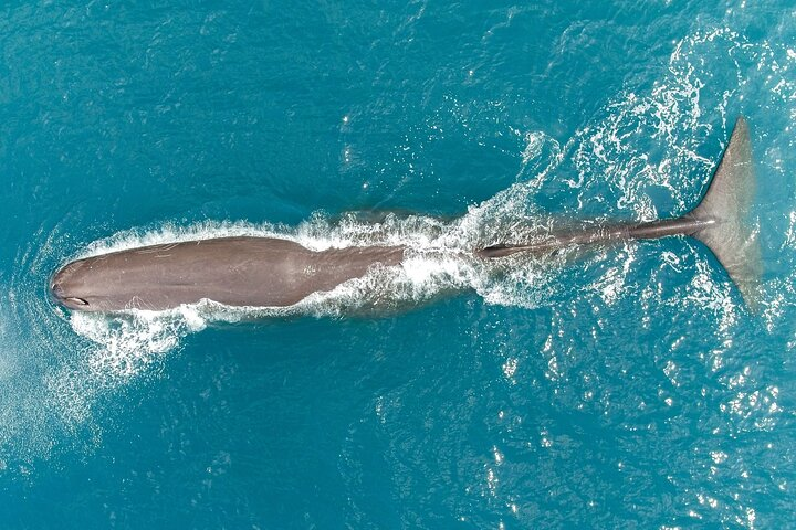 Kaikoura: Whale Watching Flight (Extended) - Photo 1 of 9